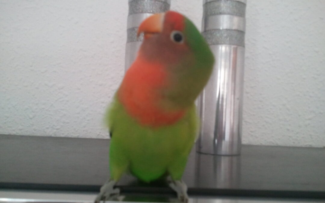Rusty, nuestro agaporni criado a papilla