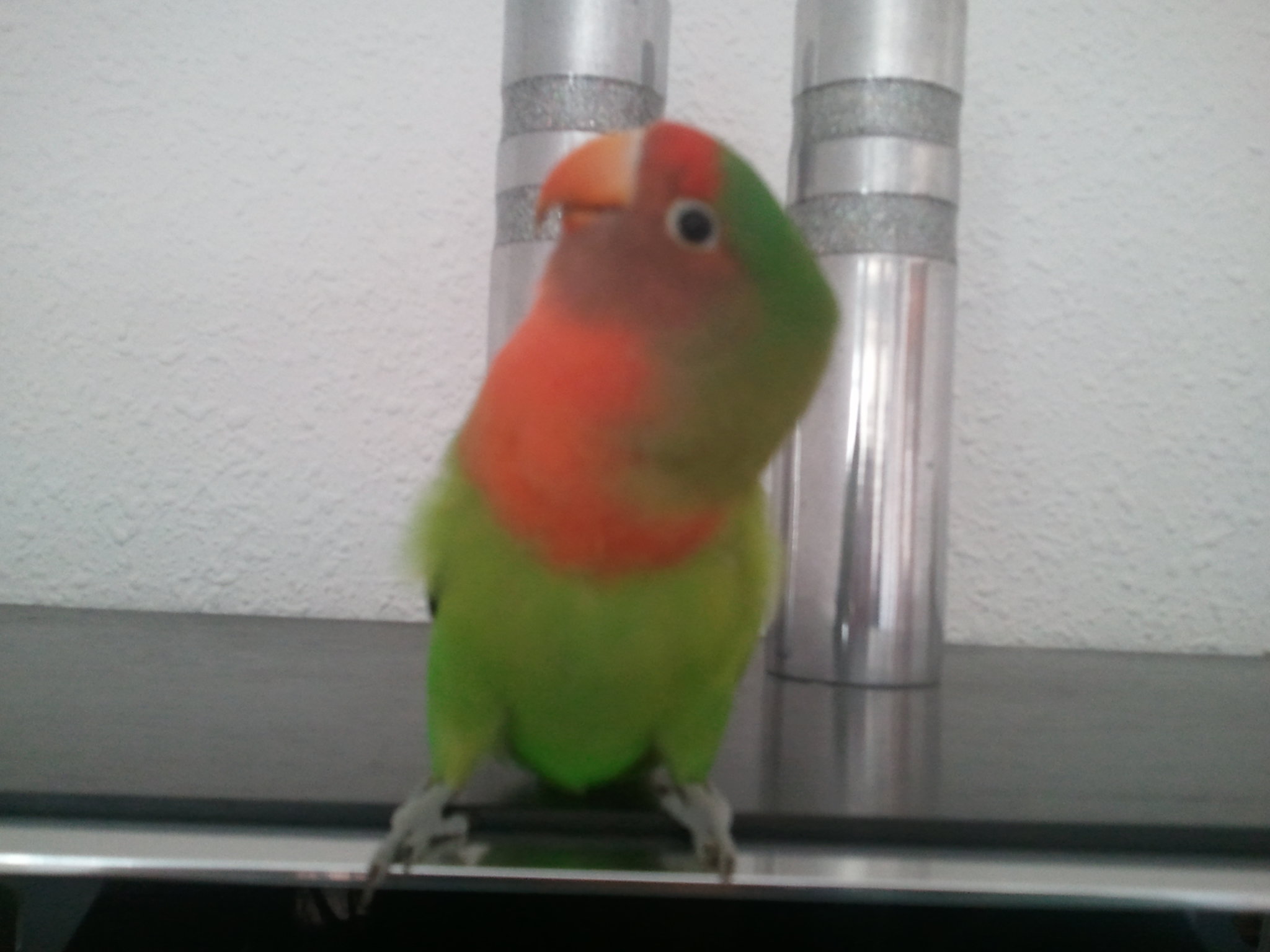 Rusty, nuestro agaporni papillera.