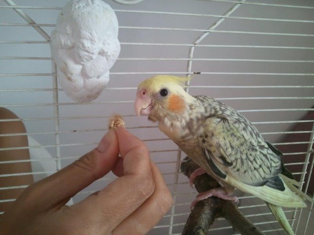 Titín comiendo granitos de mijo de la mano